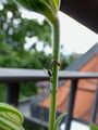 ants herding aphids 11