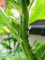black on stem 03