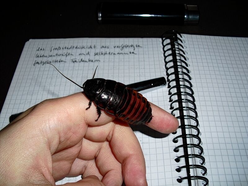File:Gromphadorhina portentosa 04.jpg