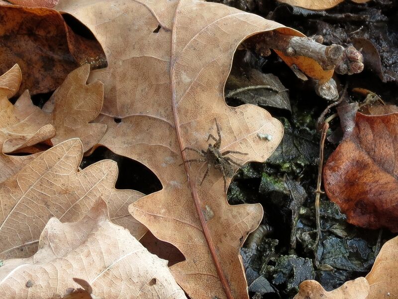 File:Pardosa amentata 03.jpg