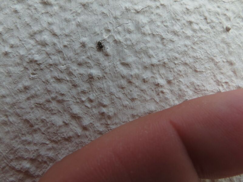 File:Pseudeuophrys lanigera 17.jpg