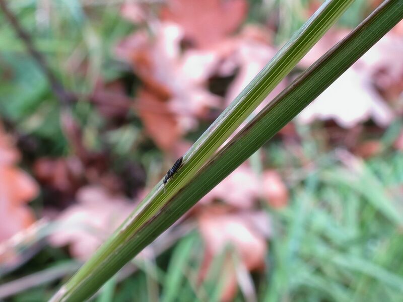 File:Unidentified 02.jpg