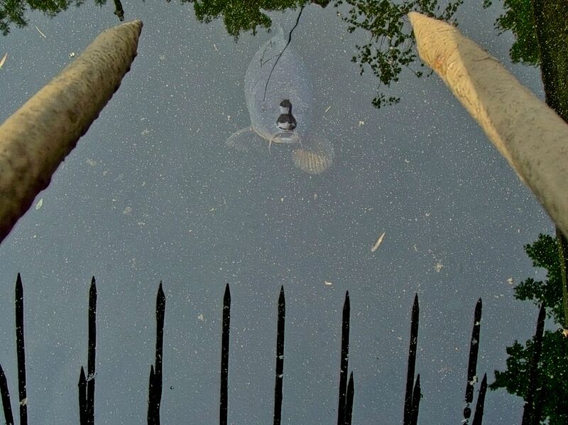 File:Cyprinus carpio 01.jpg