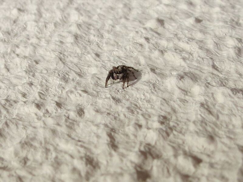 File:Pseudeuophrys lanigera 38.jpg