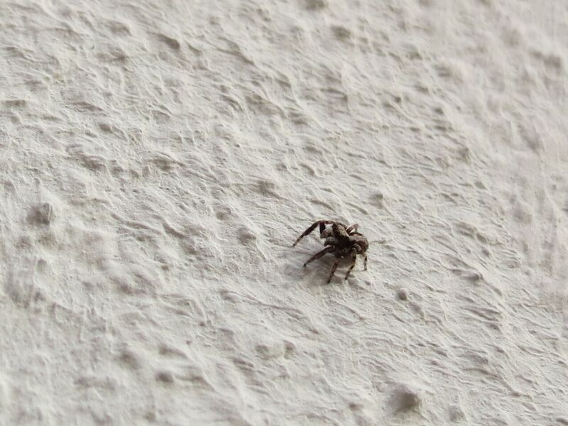 File:Pseudeuophrys lanigera 39.jpg