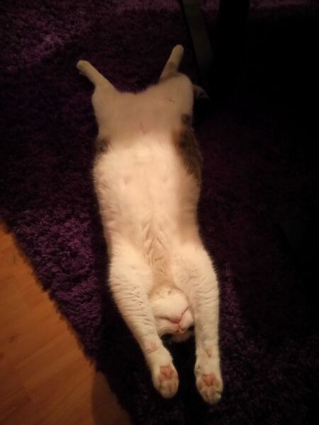 File:Felis catus 17.jpg