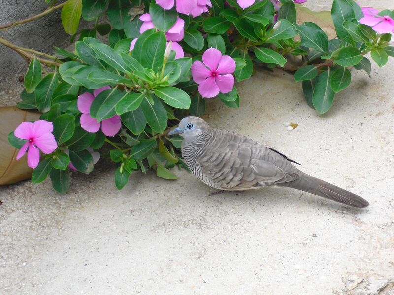 File:Geopelia striata 04.jpg