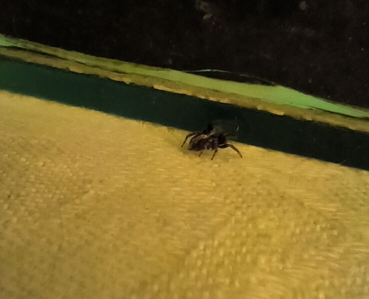 File:Pseudeuophrys lanigera 24.jpg