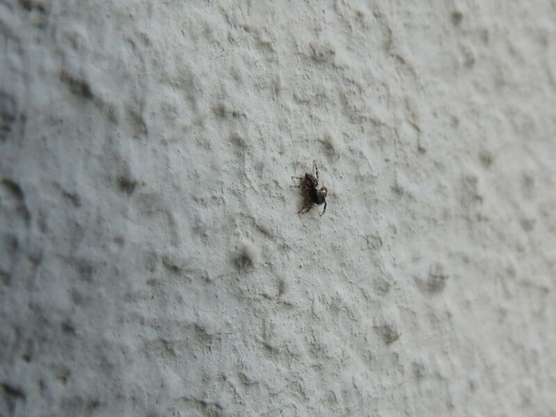 File:Pseudeuophrys lanigera 16.jpg