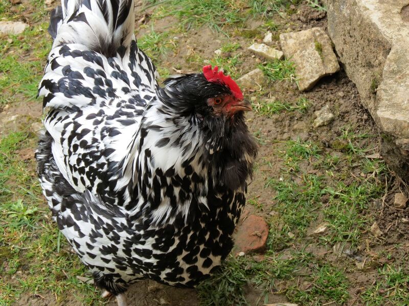 File:Gallus gallus 14.jpg