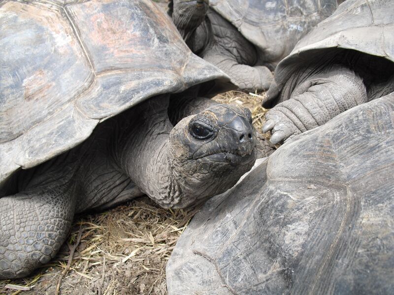 File:Aldabrachelys gigantea 03.jpg