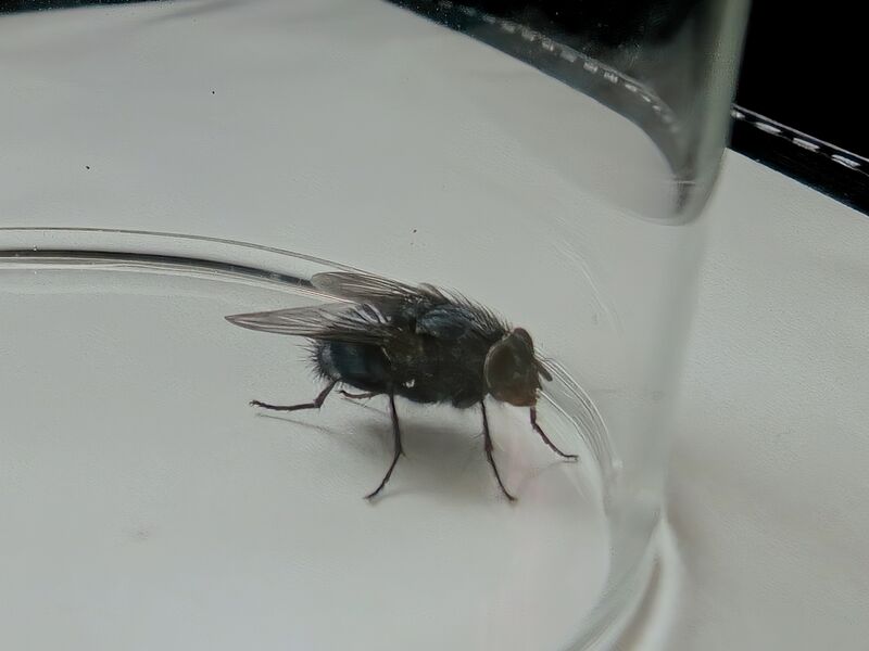 File:Calliphora vicina 07.jpg