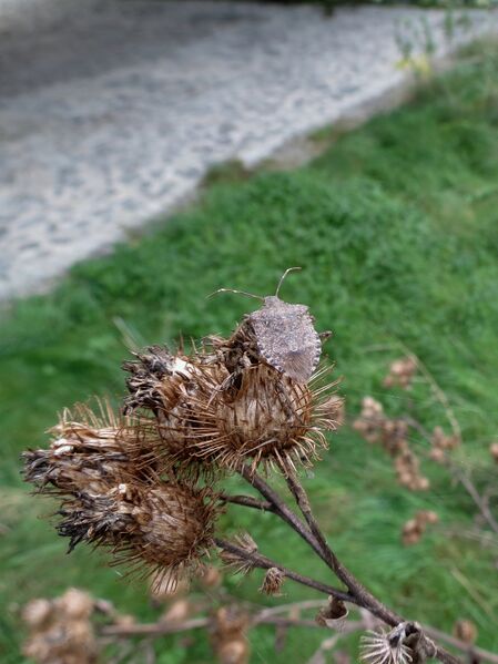 File:Halyomorpha halys 01.jpg