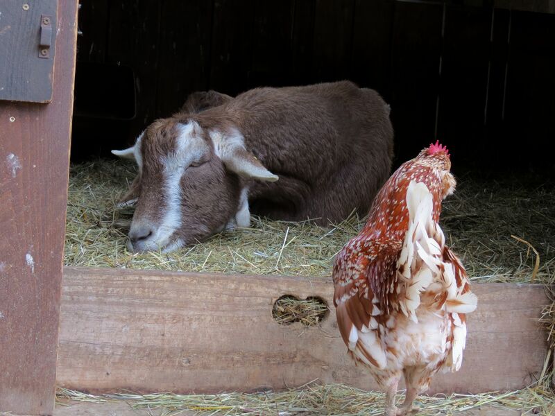 File:Capra hircus 12.jpg