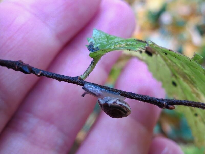 File:Hygromia cinctella 01.jpg