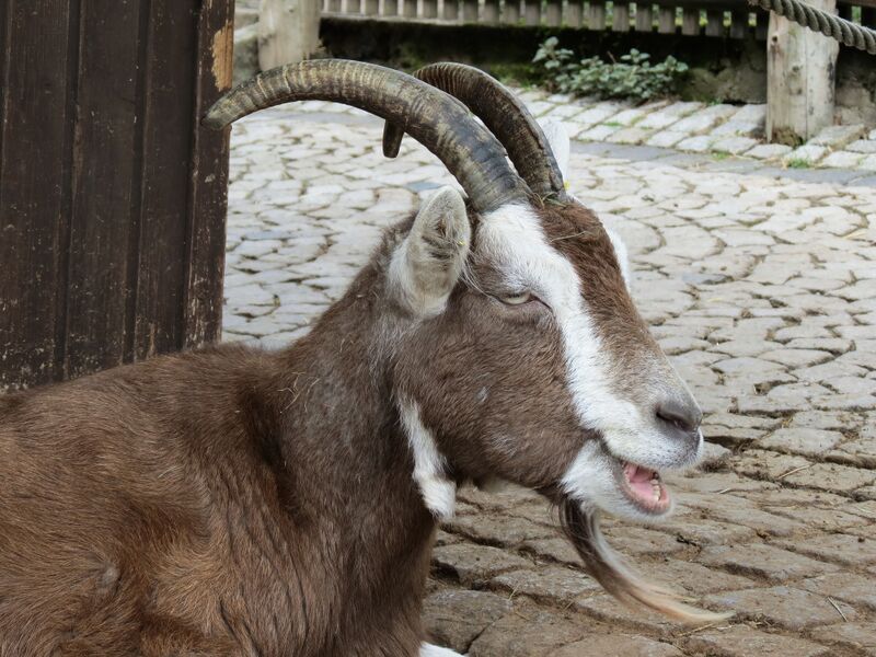 File:Capra hircus 07.jpg