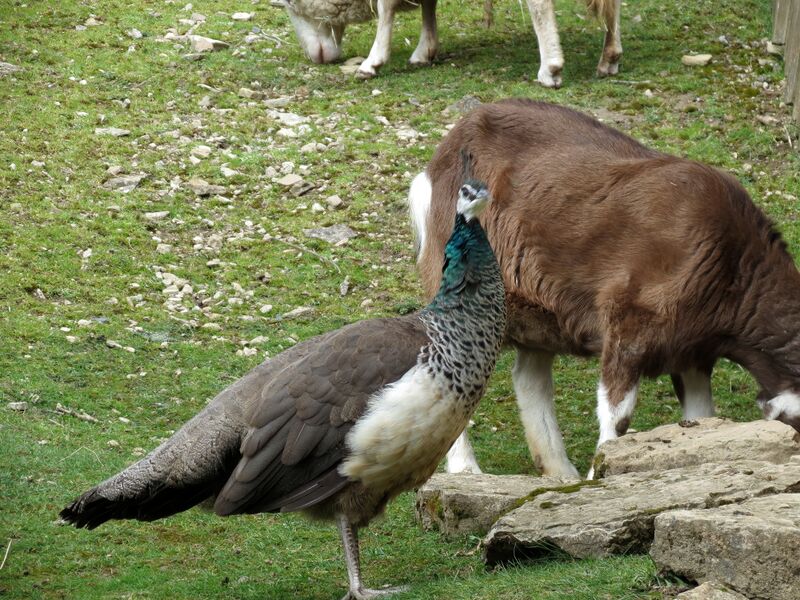 File:Capra hircus 13.jpg