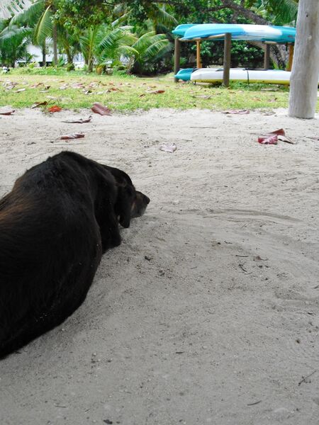 File:Canis familiaris 09.jpg