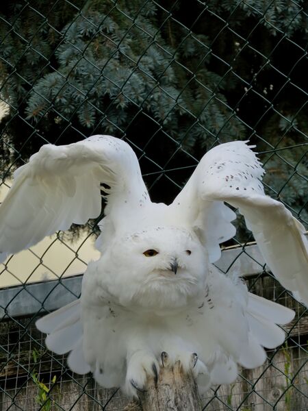 File:Bubo scandiacus 04.jpg