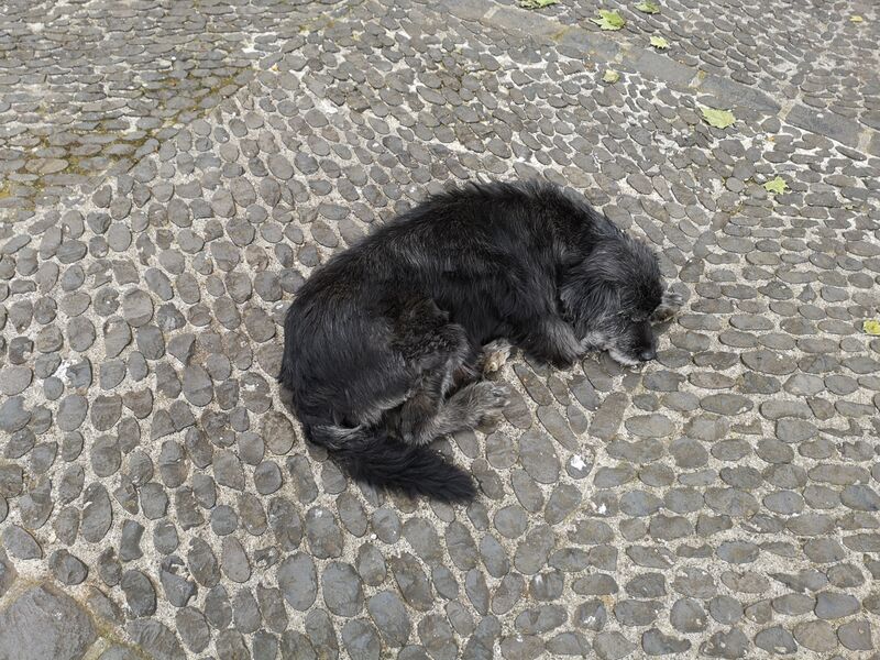File:Canis familiaris 01.jpg