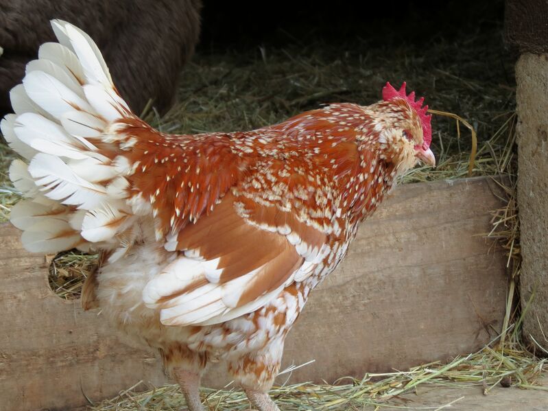 File:Gallus gallus 10.jpg