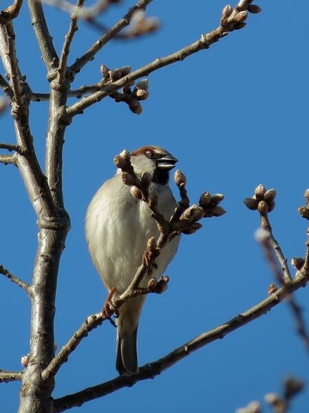 File:Passer domesticus 31.jpg