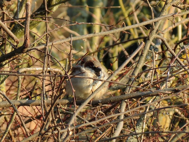 File:Passer domesticus 05.jpg