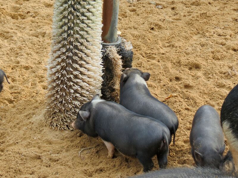 File:Sus scrofa 02.jpg