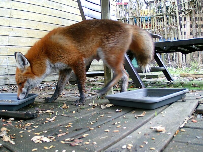 File:Vulpes vulpes 02.jpg