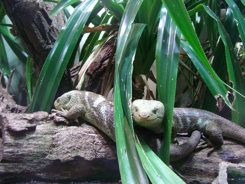 File:Corucia zebrata 01.jpg