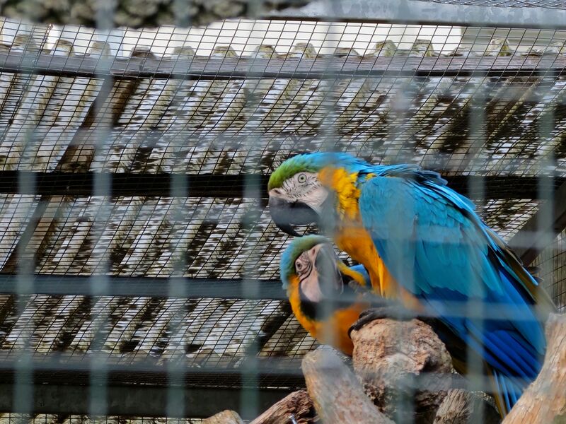 File:Ara ararauna 03.jpg