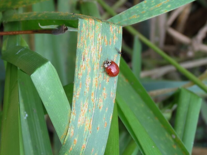 File:Harmonia axyridis 10.jpg