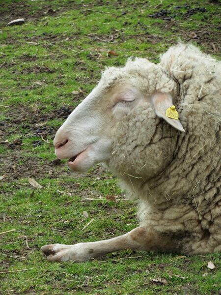 File:Ovis aries 03.jpg