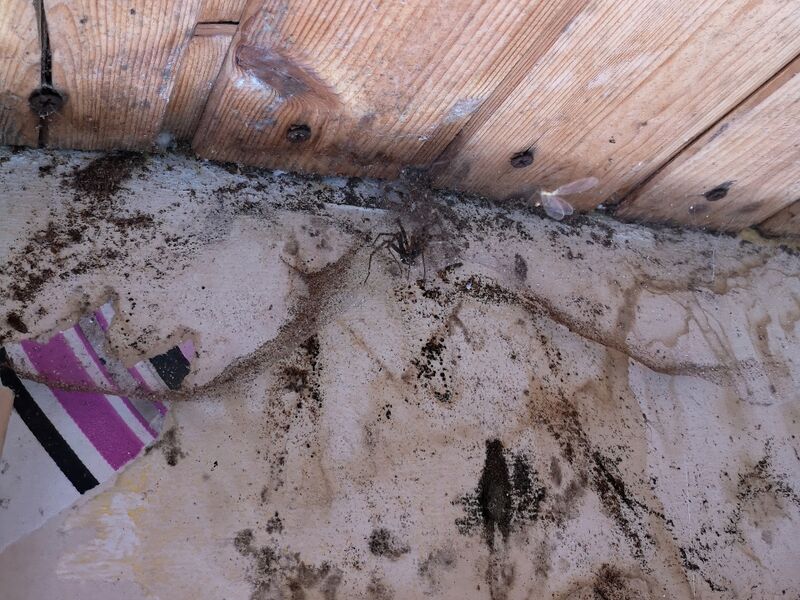 File:Tegenaria ferruginea 06.jpg