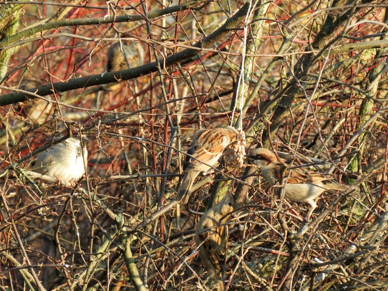 File:Passer domesticus 04.jpg