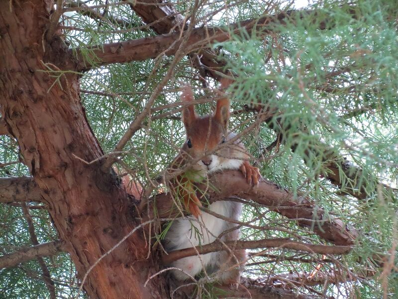 File:Sciurus vulgaris 04.jpg
