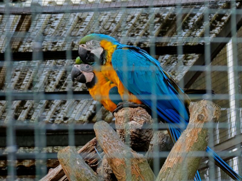 File:Ara ararauna 02.jpg
