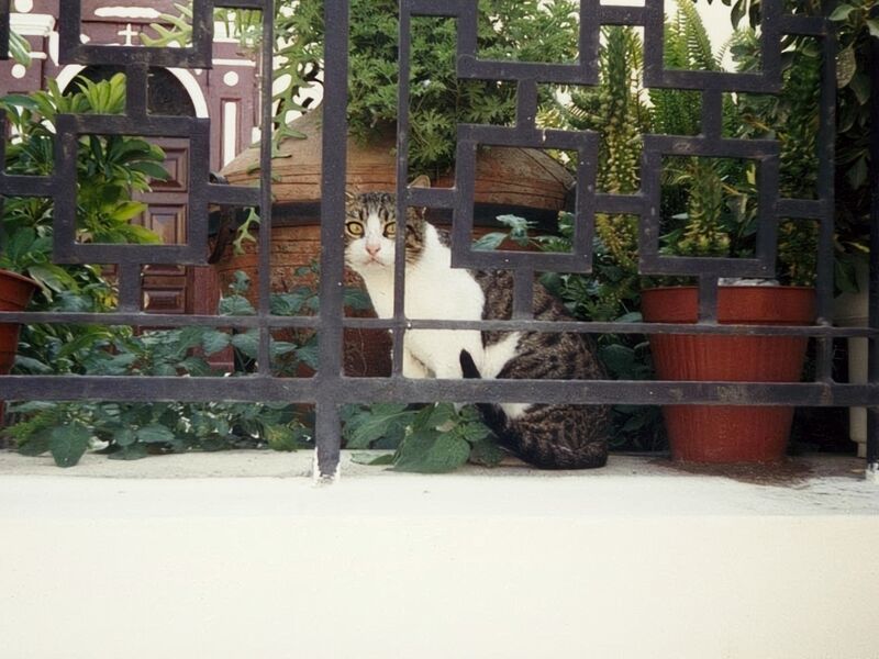 File:Felis catus 09.jpg