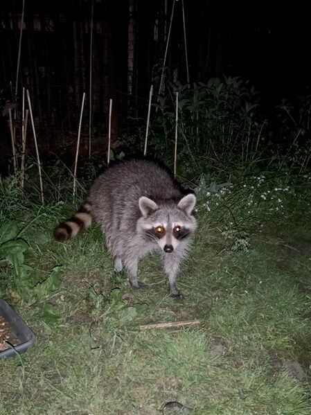 File:Procyon lotor 06.jpg