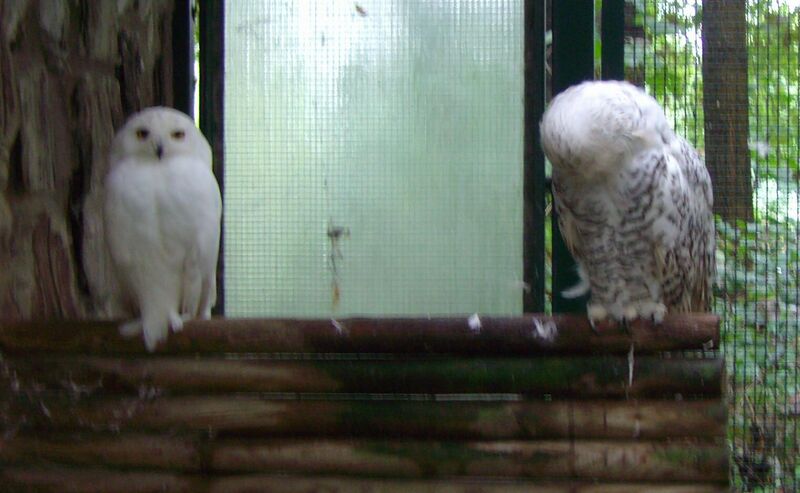 File:Bubo scandiacus 02.jpg
