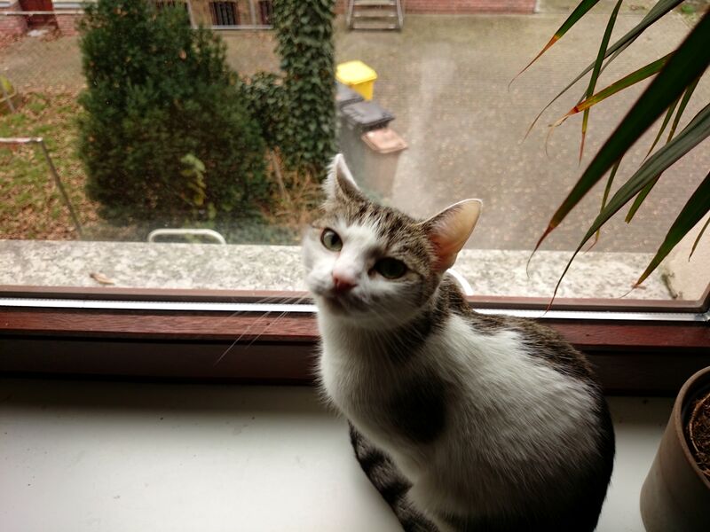 File:Felis catus 16.jpg