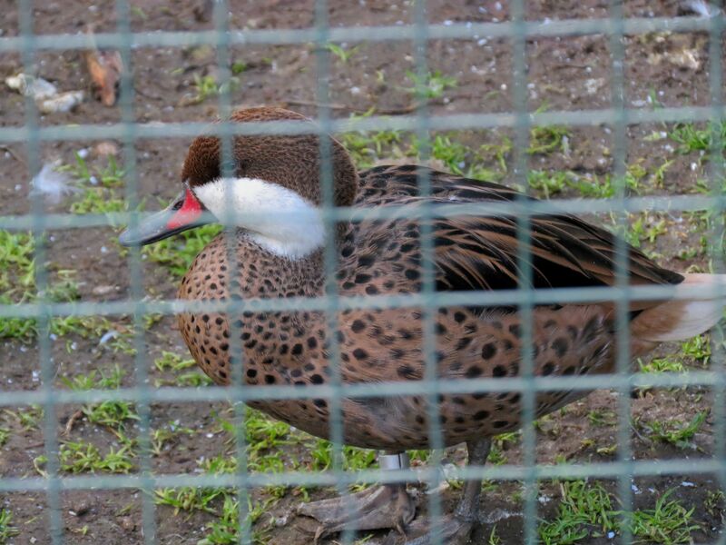 File:Anas bahamensis 01.jpg