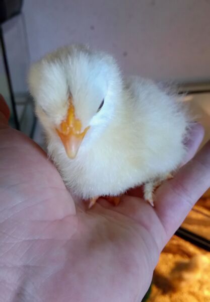 File:Gallus gallus 06.jpg