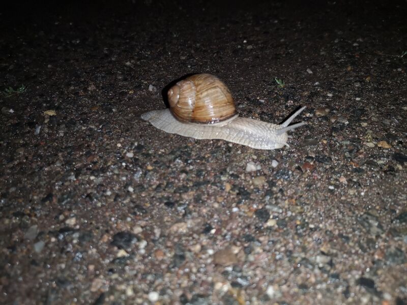 File:Helix pomatia 02.jpg