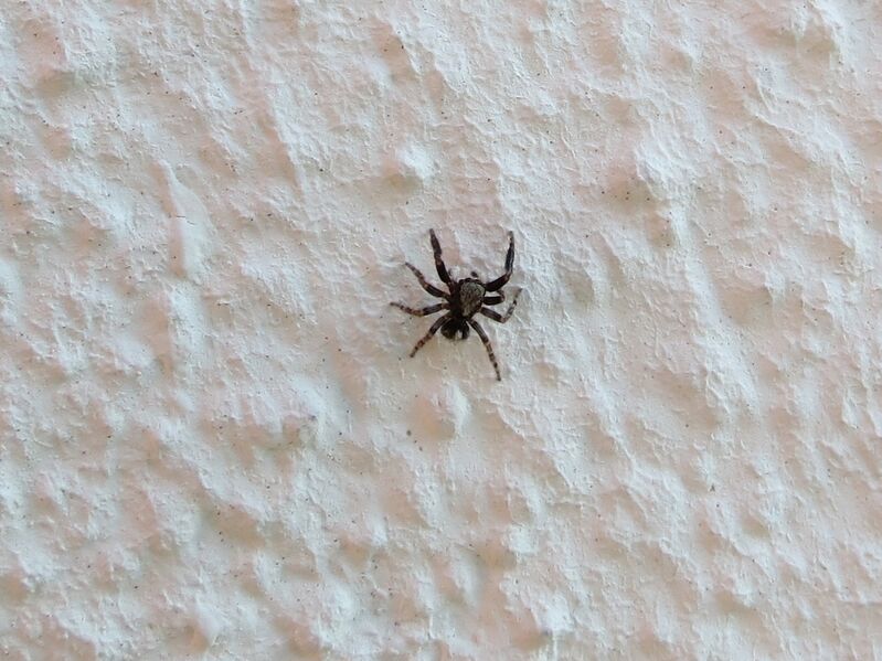 File:Pseudeuophrys lanigera 41.jpg