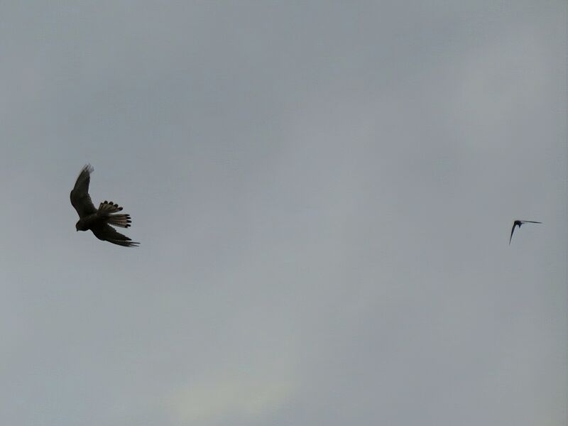 File:Falco tinnunculus 11.jpg