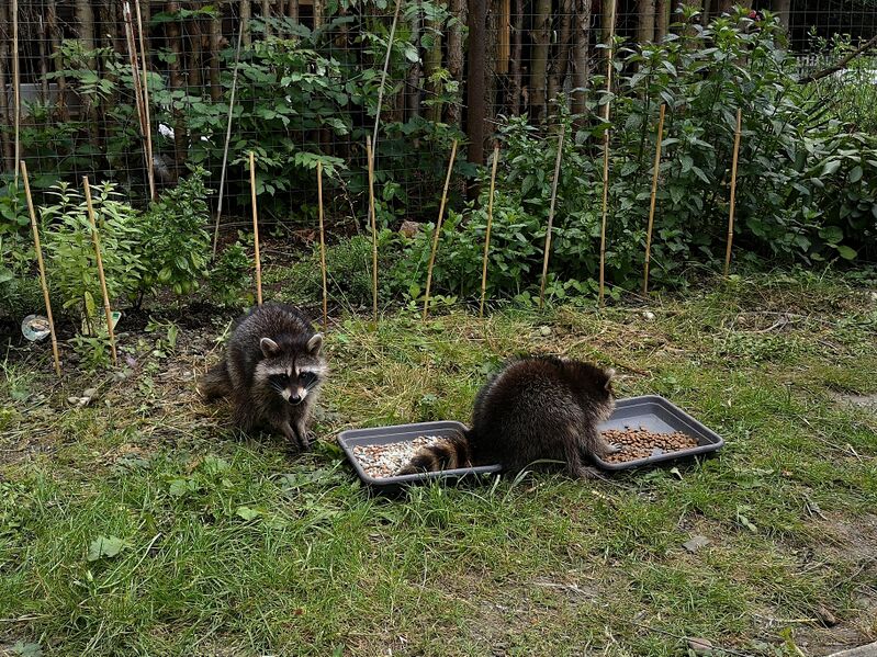 File:Procyon lotor 11.jpg