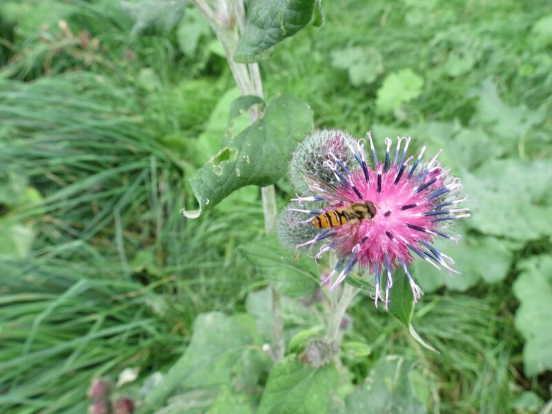 File:Episyrphus balteatus 10.jpg