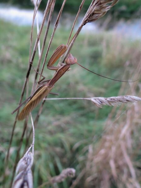 File:Mantis religiosa 02.jpg
