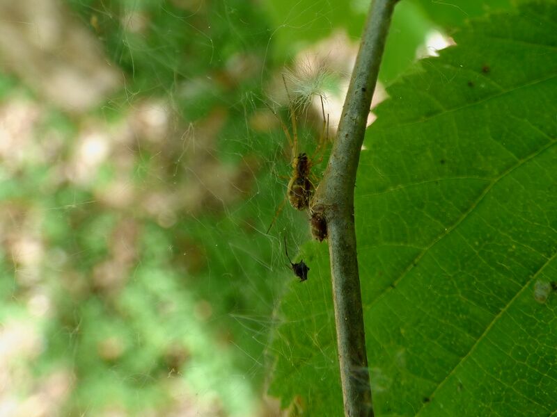 File:Neriene peltata 09.jpg